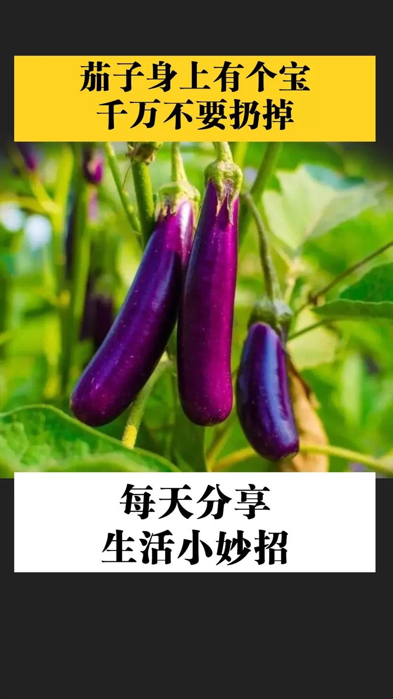 茄子的真名叫什么？原来我们一直都叫错了！