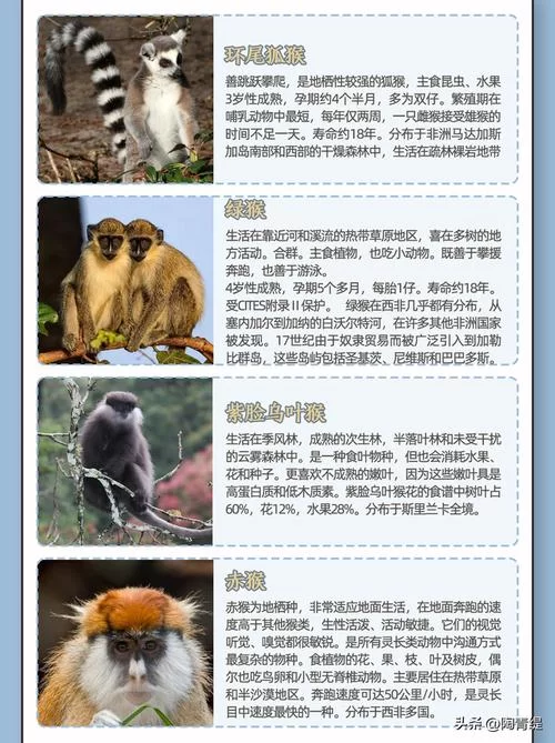 想知道中国哪里猴子最多？这份清单请收好！