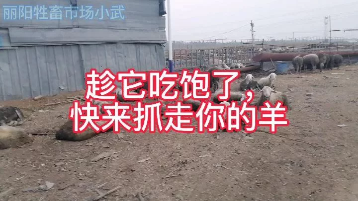 日羊怎么让羊不动？这几个技巧让羊乖乖听话！