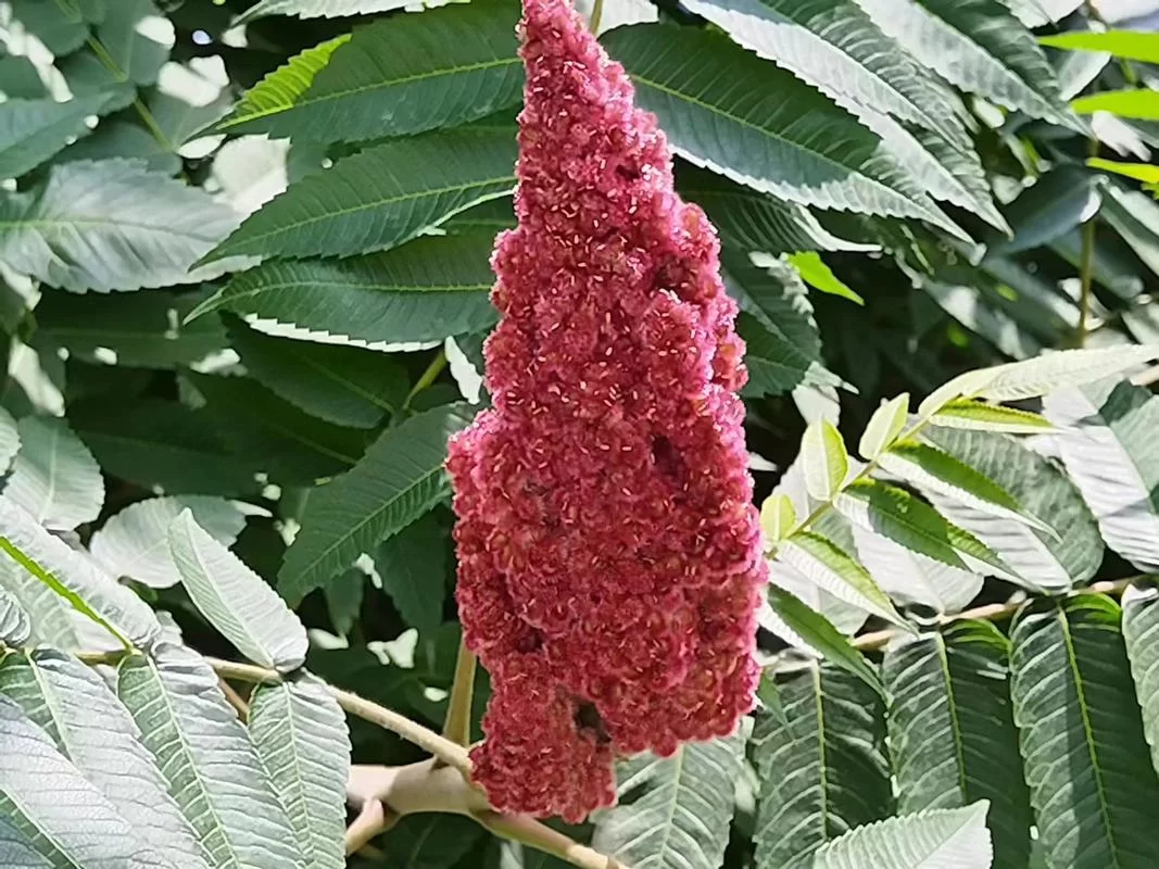 火炬树桩怎么挖掉？挖掘火炬树桩的注意事项！