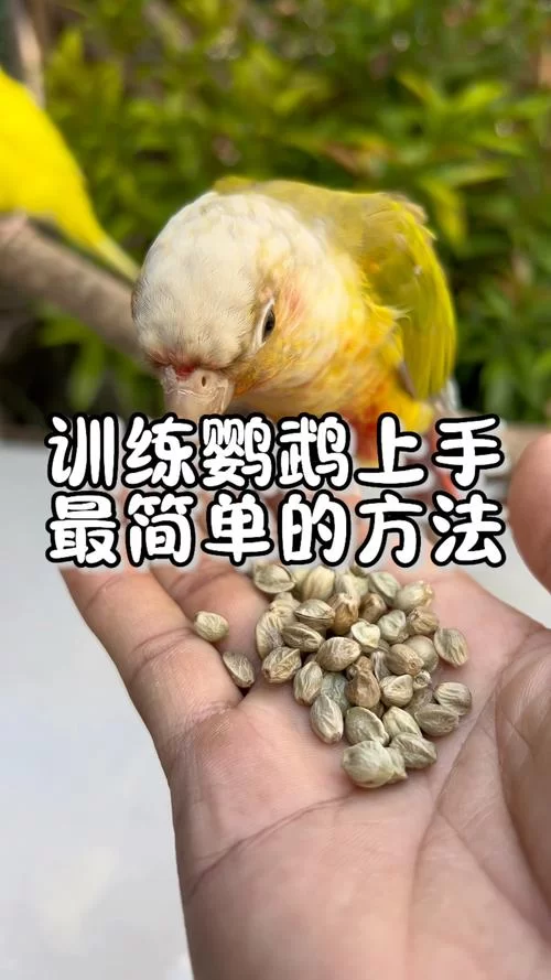我的世界鹦鹉驯服教程：简单几步让它乖乖听话！