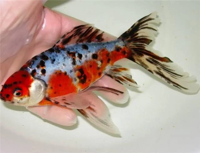 雷鸣仙鱼饵料哪种好？老玩家分享他们的选择！