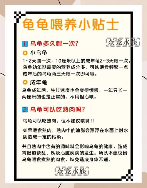 金色粪金龟吃什么?这份喂养指南请收好! 金色粪金龟吃什么?这份喂养指南请收好!