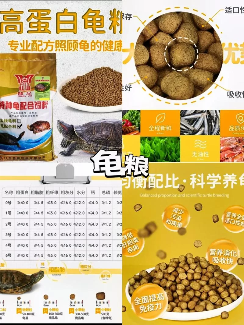 金色粪金龟吃什么?这份喂养指南请收好! 金色粪金龟吃什么?这份喂养指南请收好!