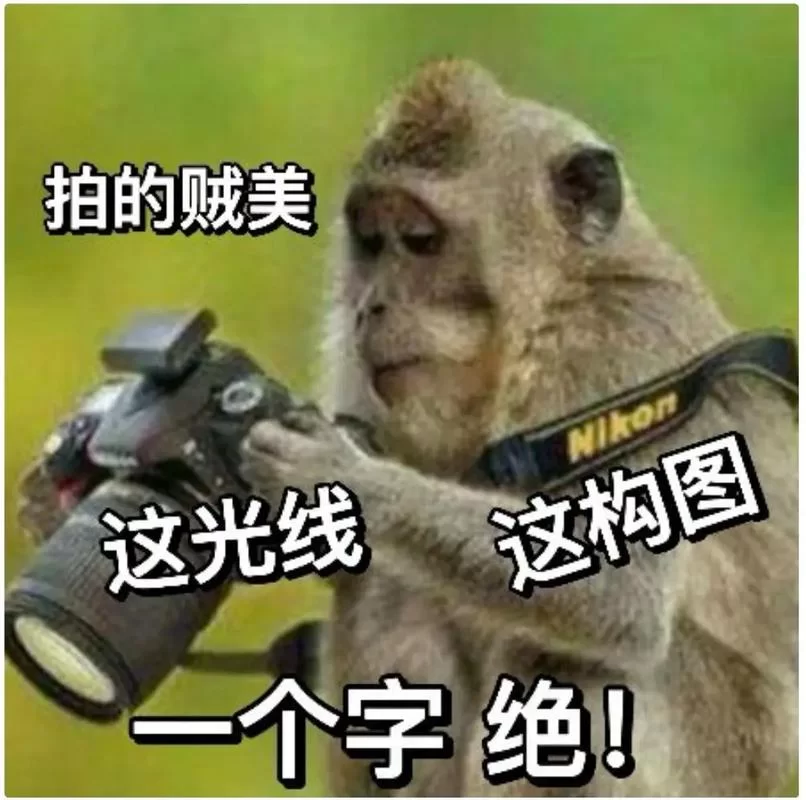 朋友拍了拍我的搞笑后缀，这些梗你也玩过吗？