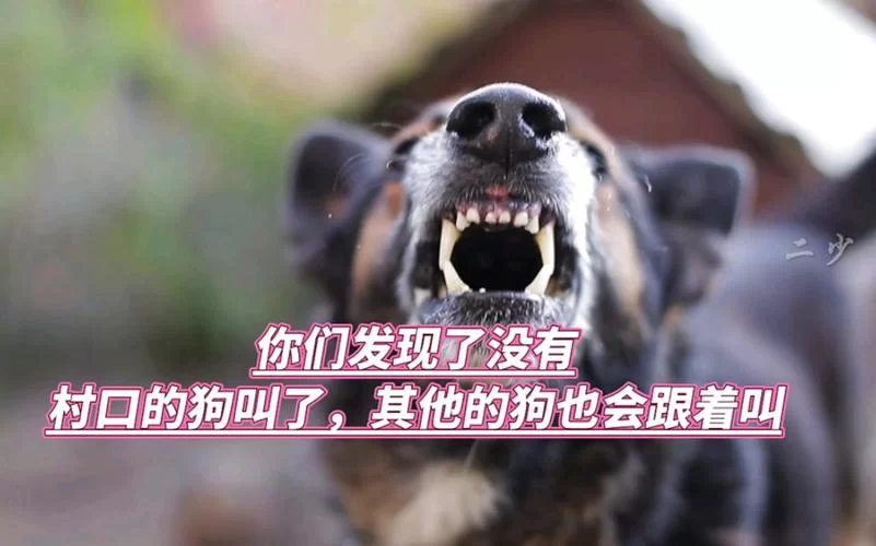 狗叫表情包哪里有？超全合集等你来下载！
