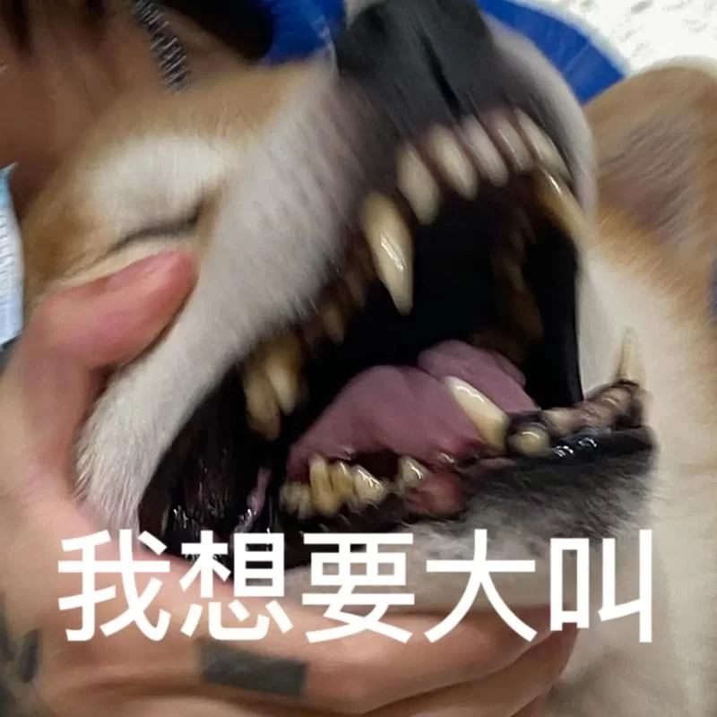 狗叫表情包哪里有？超全合集等你来下载！