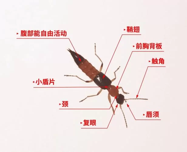 昆虫的鞘翅怎么飞？这些知识点要了解！