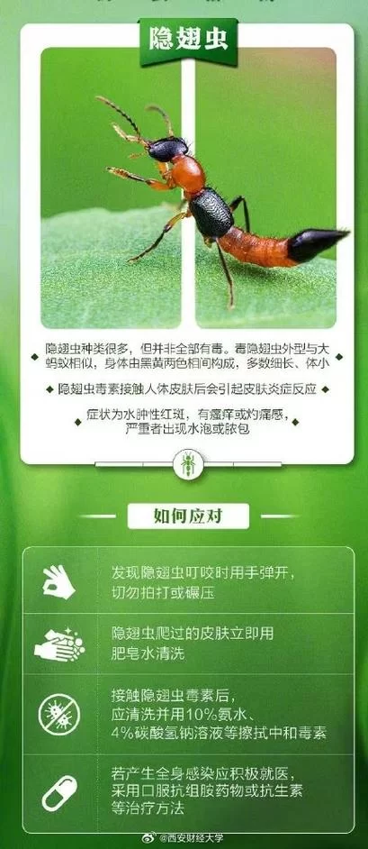昆虫的鞘翅怎么飞？这些知识点要了解！