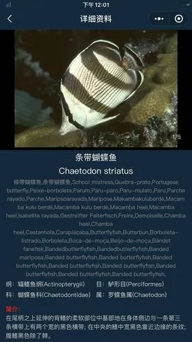 潮汐精灵厉害吗？深度分析带你了解真相！