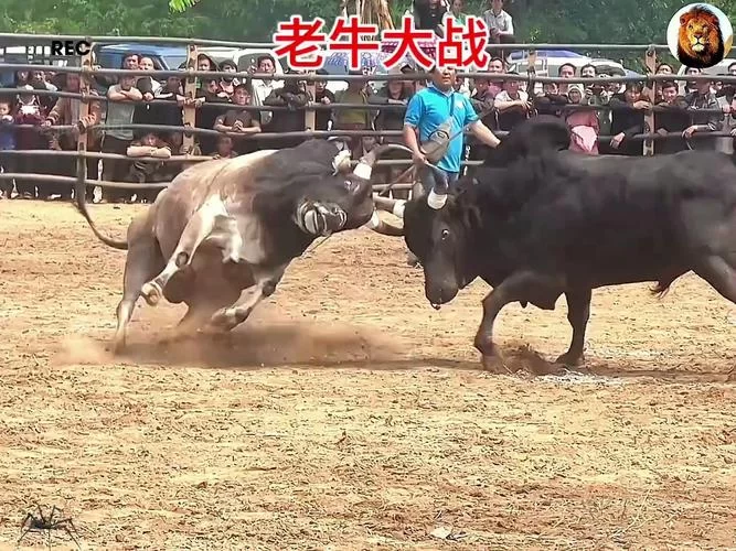 斗牛游戏大全免费下载，体验真人对战乐趣！