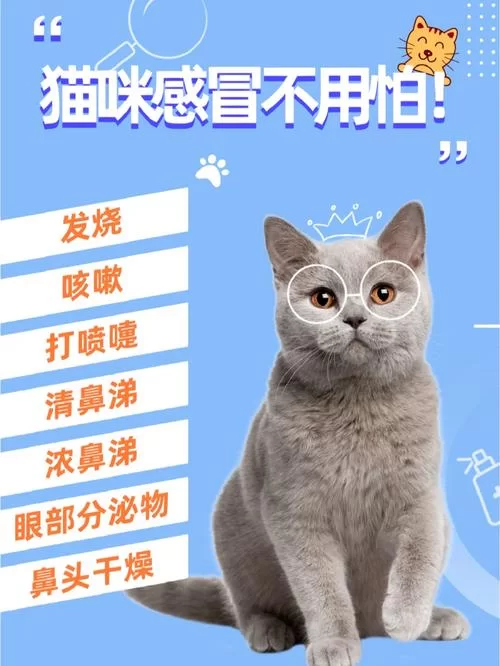 猫咪和汤最新版下载教程，手把手教你轻松安装！