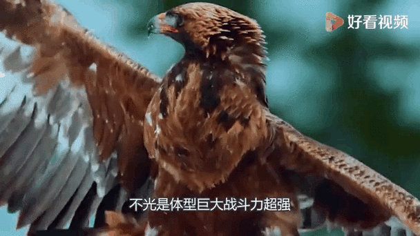 想驯服阿根廷巨鹰？先搞清楚它吃什么饲料吧！
