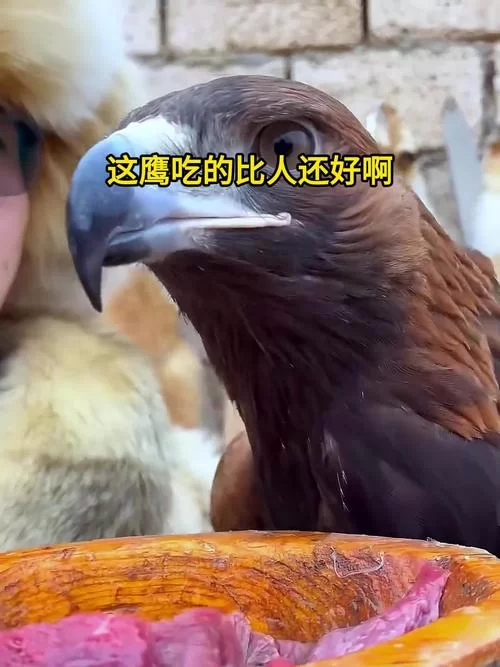 想驯服阿根廷巨鹰？先搞清楚它吃什么饲料吧！