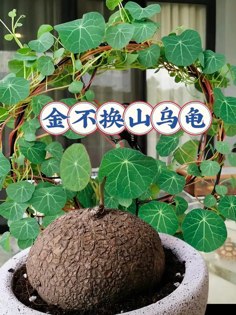 金赤假龙是保护动物吗？它的生存现状如何？