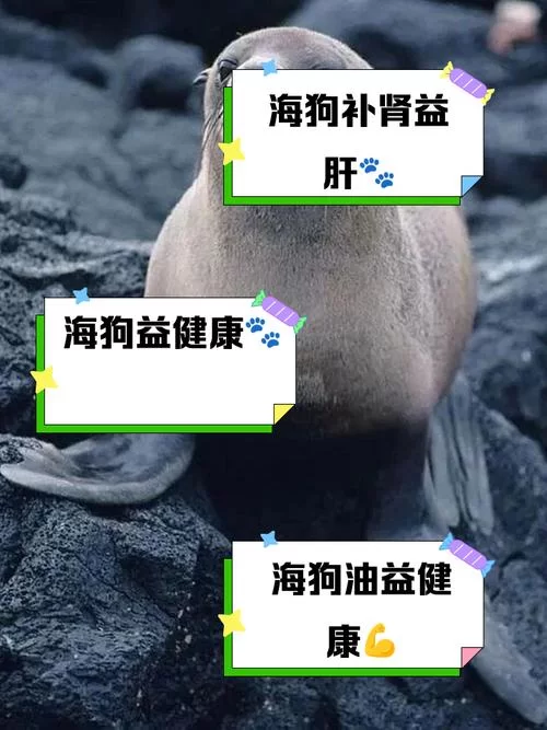 海狗是什么意思？看完这篇你就明白啦，超简单！