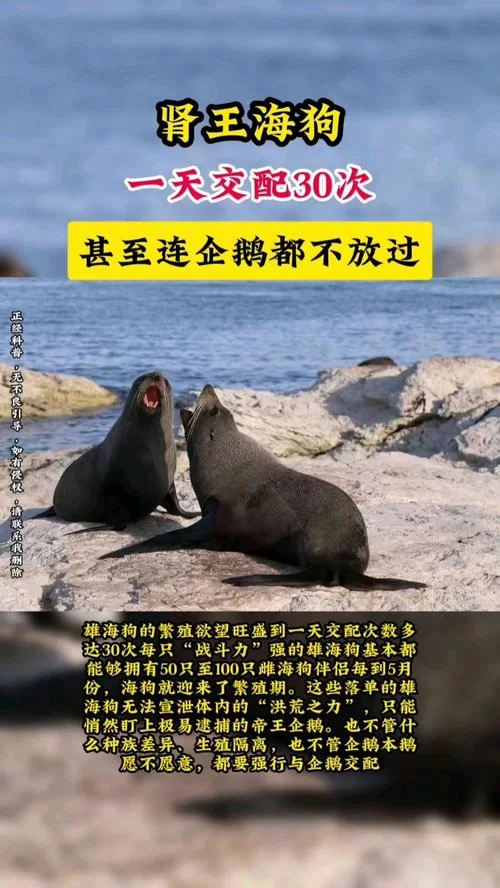 海狗是什么意思？看完这篇你就明白啦，超简单！