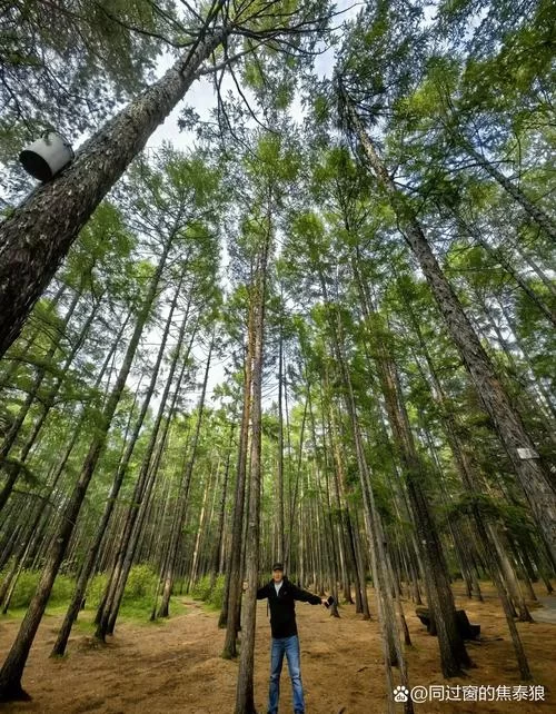 森林合成表大全有哪些？最新最全版本看这里！