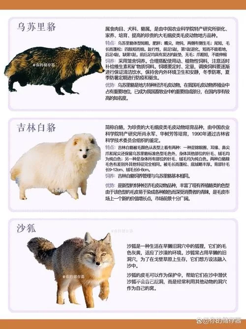 狐狸吃什么食物你知道吗？看完你就明白了！