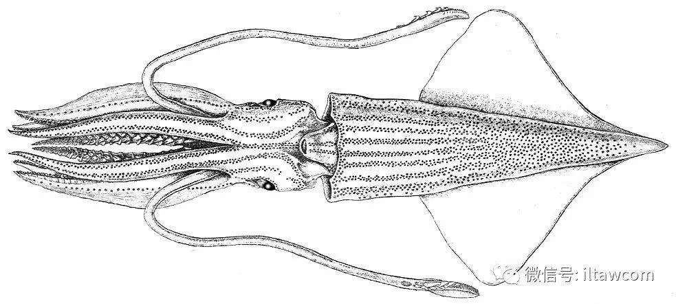 想找鱿鱼宿舍？这几个寻找方法你一定要知道！
