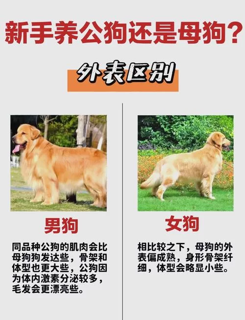 超级神狗和普通狗的区别，看完这篇就懂了！