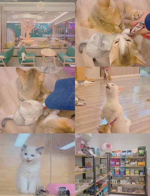 猫咪天堂门票多少？超人气猫咖推荐，性价比超高！