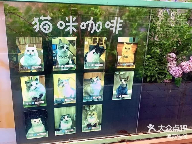 猫咪天堂门票多少？超人气猫咖推荐，性价比超高！
