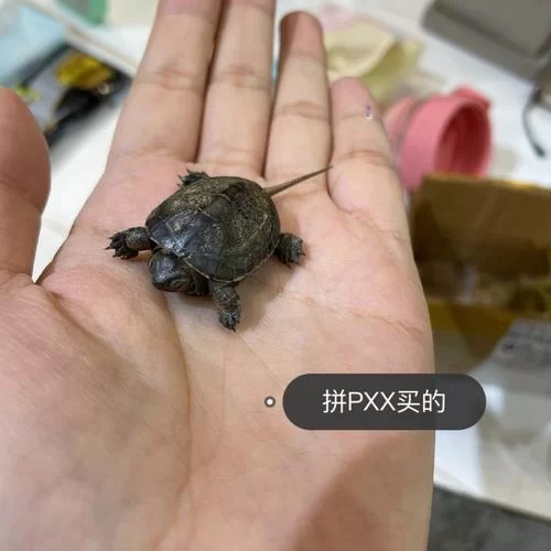 泰拉瑞亚冰冻海龟壳怎么刷？快速获取方法分享！