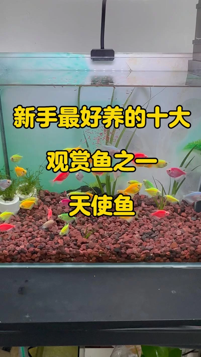 龙鳞天使鱼好养吗？新手饲养攻略看这篇就够了！