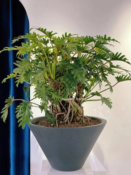 龙鳞天使鱼好养吗？新手饲养攻略看这篇就够了！