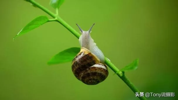 魅影是什么意思？一篇文章帮你快速搞懂它！