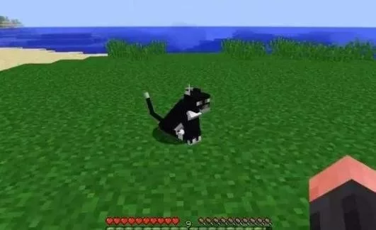 我的世界猫吃什么才能驯服？驯服技巧分享！