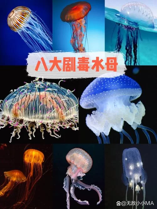 无人深空活体水母太难找？试试这几个方法！