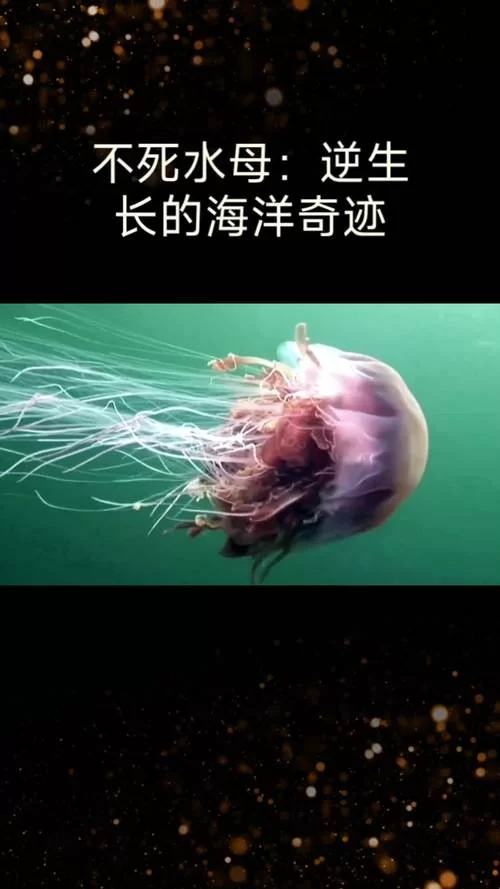 无人深空活体水母太难找？试试这几个方法！