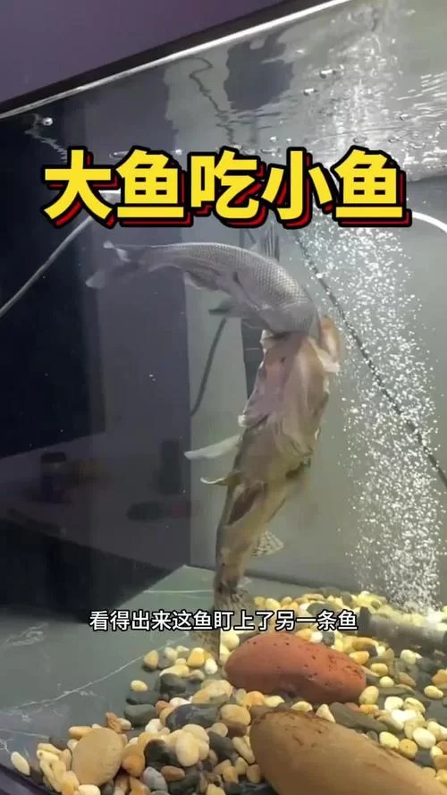 手机版大鱼吃小鱼好玩吗？经典街机游戏重温童年！