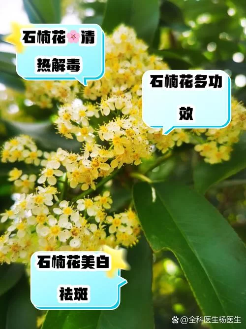 石楠花为什么叫精子树？这外号的来历太奇葩了！