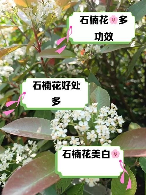 石楠花为什么叫精子树？这外号的来历太奇葩了！