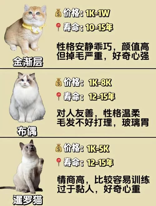 猫咪社区官方网站是哪个？铲屎官们快来集合啦！