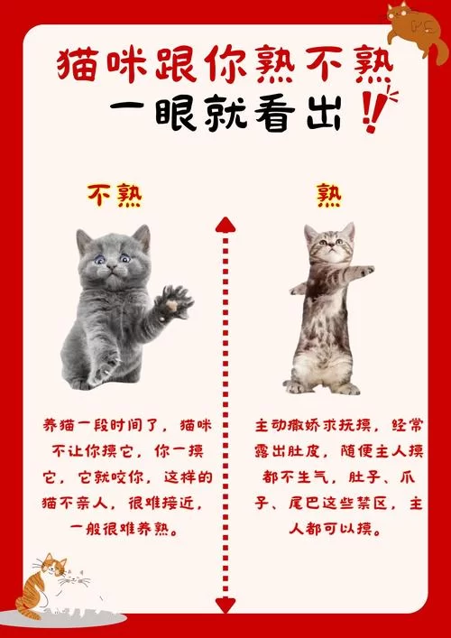 猫咪官方网页入口怎么找？老司机手把手教你！