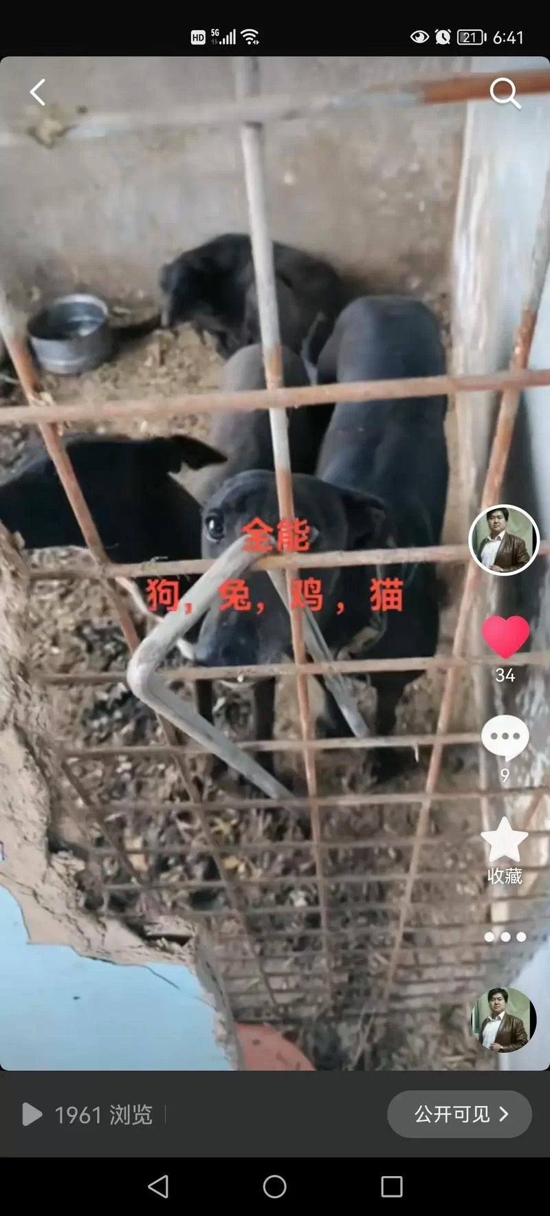猎犬长牙多少钱？看完这份价格清单不吃亏！