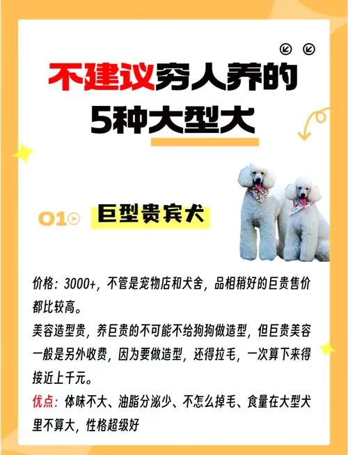 猎犬长牙多少钱？看完这份价格清单不吃亏！