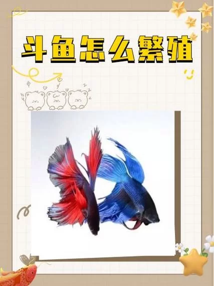 斗鱼app怎么下载？安卓和苹果手机详细安装教程！