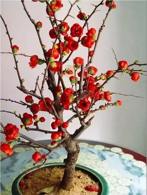 红瘦是什么花？一文带你看懂海棠花的别样魅力！