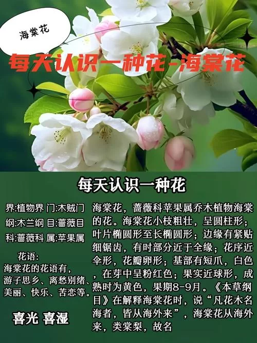 红瘦是什么花？一文带你看懂海棠花的别样魅力！