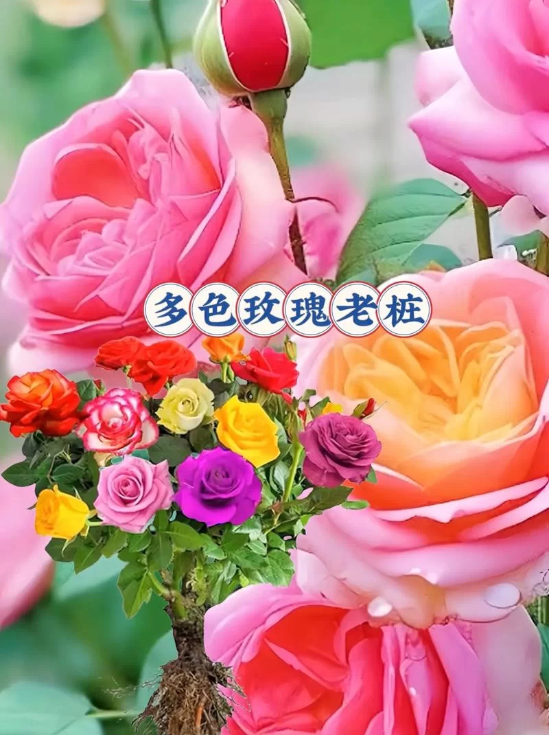 想要玫瑰花心形符号？这几个方法让你轻松拥有！