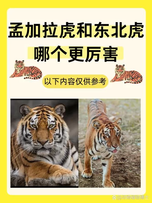 熊与老虎谁厉害？颠覆你的认知，实力对比分析！