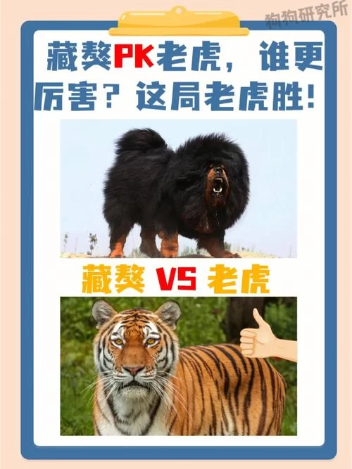 熊与老虎谁厉害？颠覆你的认知，实力对比分析！