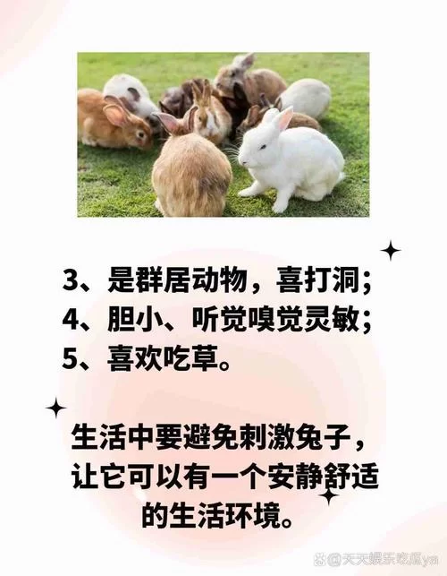 无聊的兔子有哪些表现？主人一定要注意观察！
