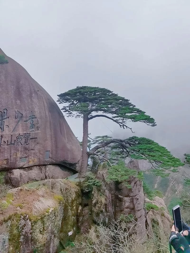 想知道迎客松的寓意？这篇解读象征意义的文章别错过!