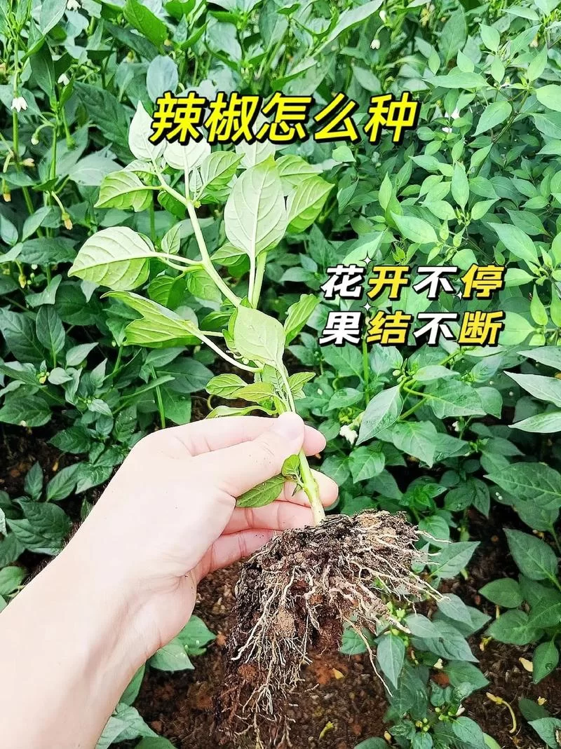 椒图哪里多？高效刷椒图的地点和技巧都在这！